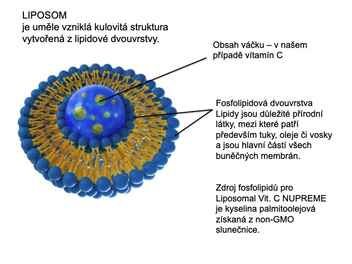 Liposom a fosfolipidy